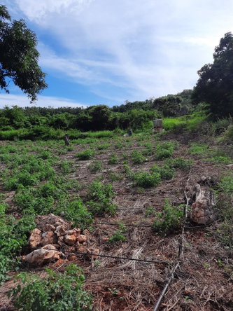 Third image of Ridge, St. Elizabeth in Junction, St. Elizabeth, Jamaica - property is For Sale