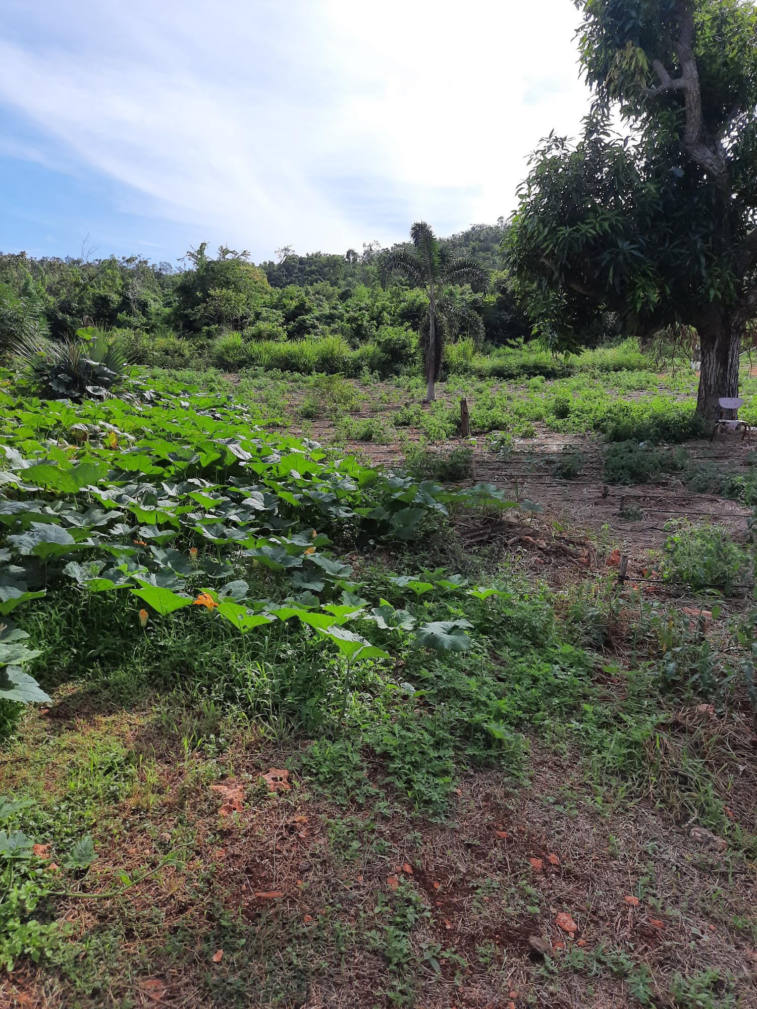 Fourth image of Ridge, St. Elizabeth in Junction, St. Elizabeth, Jamaica - property is For Sale
