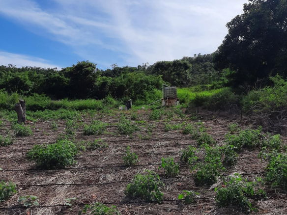 First image of Ridge, St. Elizabeth in Junction, St. Elizabeth, Jamaica - property is For Sale