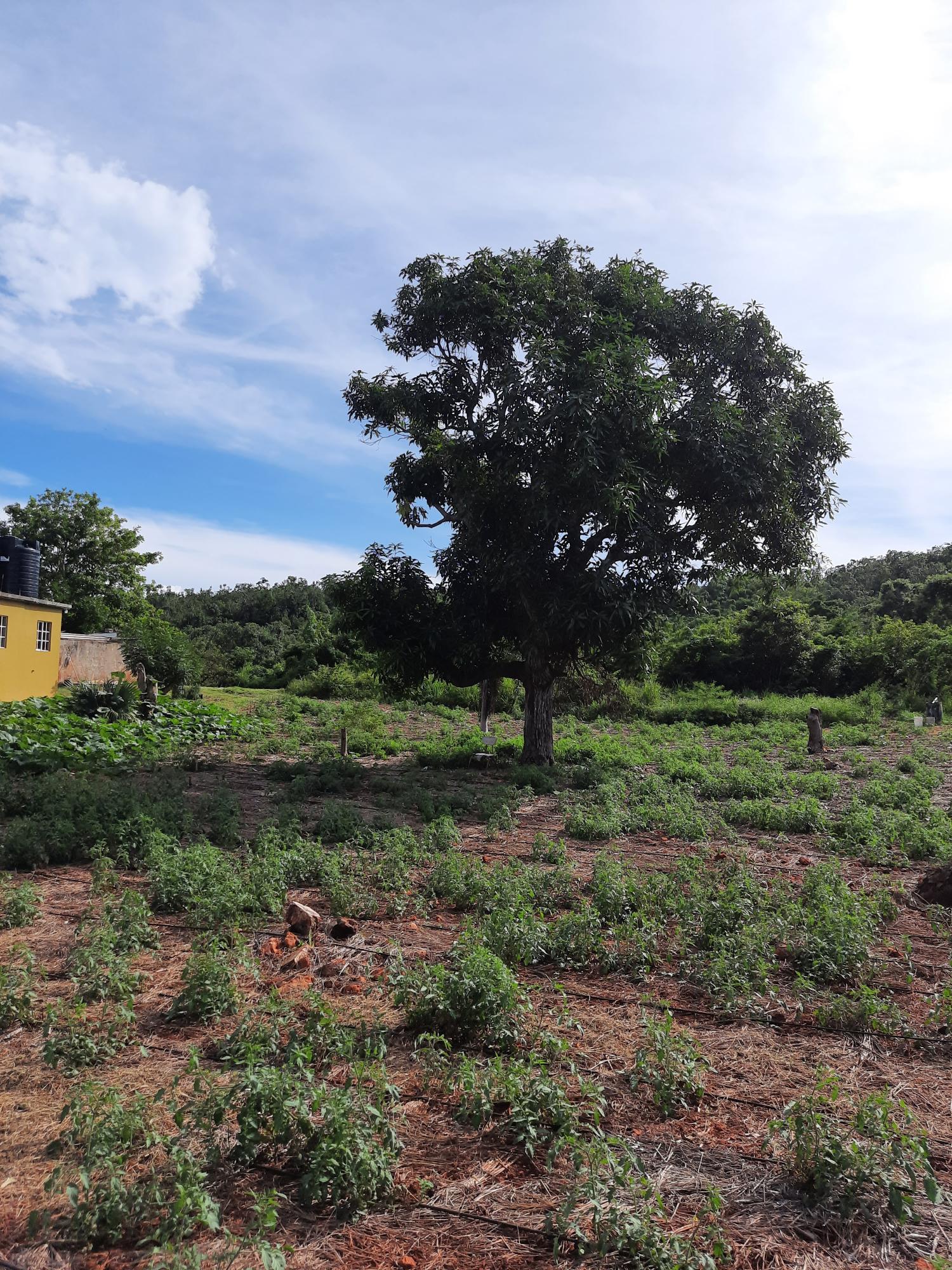 Ninth image of Ridge, St. Elizabeth in Junction, St. Elizabeth, Jamaica - property is For Sale