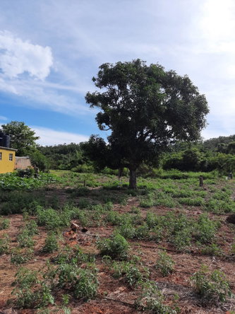 Ninth image of Ridge, St. Elizabeth in Junction, St. Elizabeth, Jamaica - property is For Sale