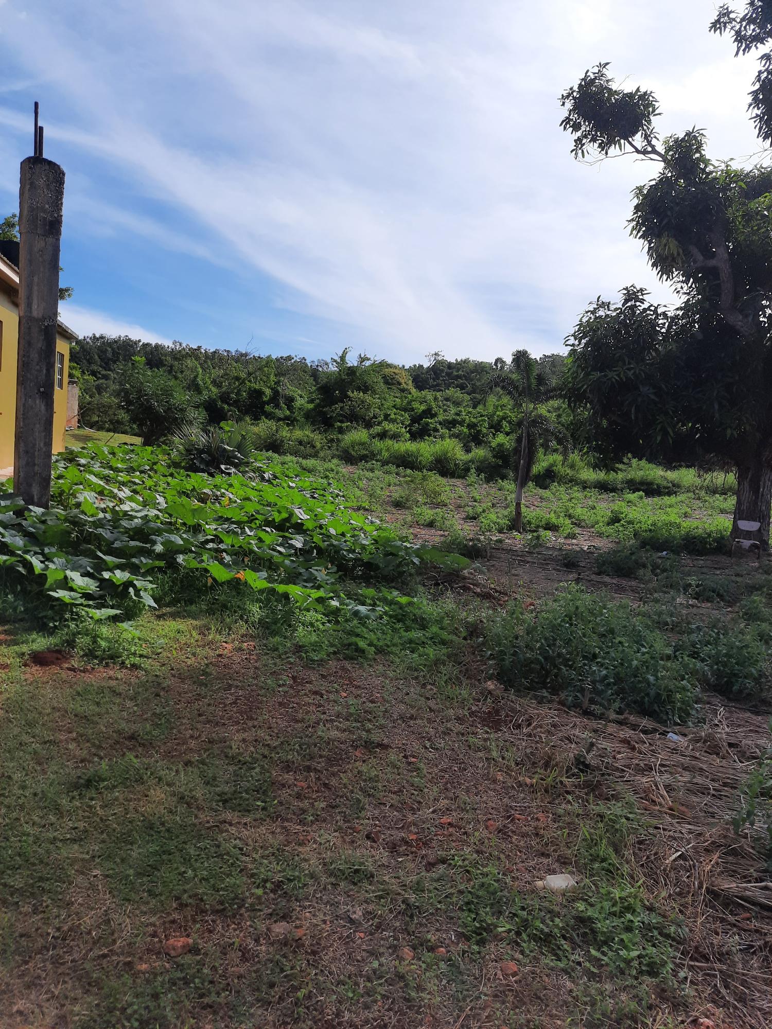 Tenth image of Ridge, St. Elizabeth in Junction, St. Elizabeth, Jamaica - property is For Sale