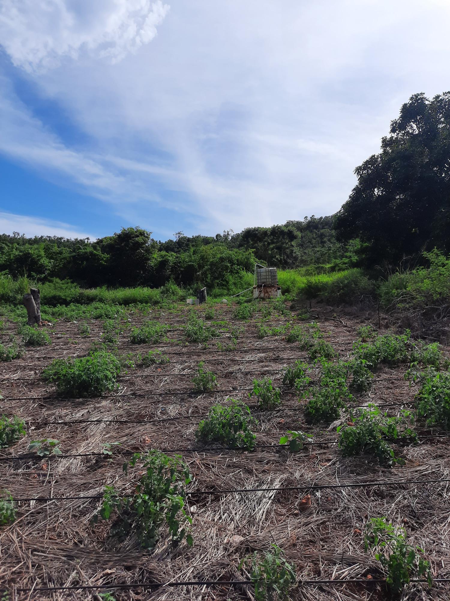 First image of Ridge, St. Elizabeth in Junction, St. Elizabeth, Jamaica - property is For Sale