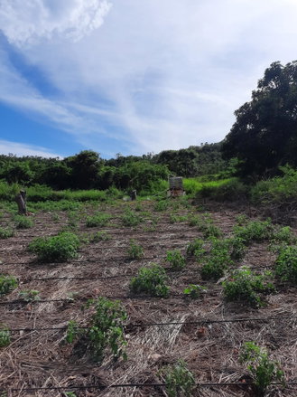 First image of Ridge, St. Elizabeth in Junction, St. Elizabeth, Jamaica - property is For Sale