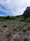First image of Ridge, St. Elizabeth in Junction, St. Elizabeth, Jamaica - property is For Sale