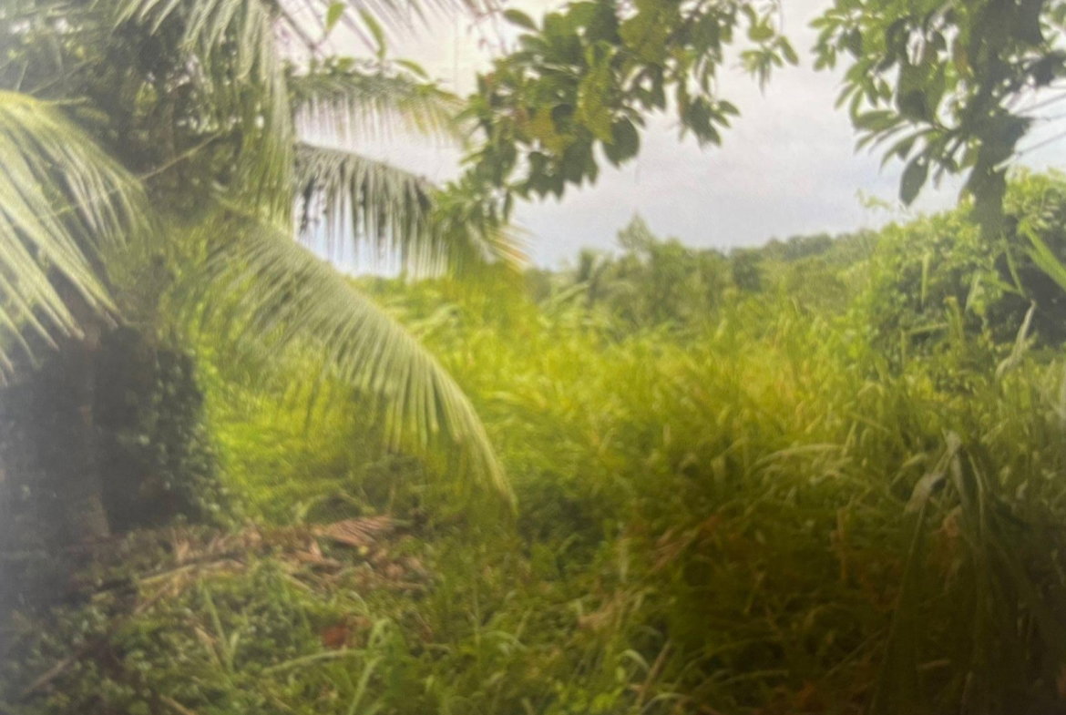 Third image of Land Part of Belfield, cl in Belfield, St. Mary, Jamaica - property is For Sale