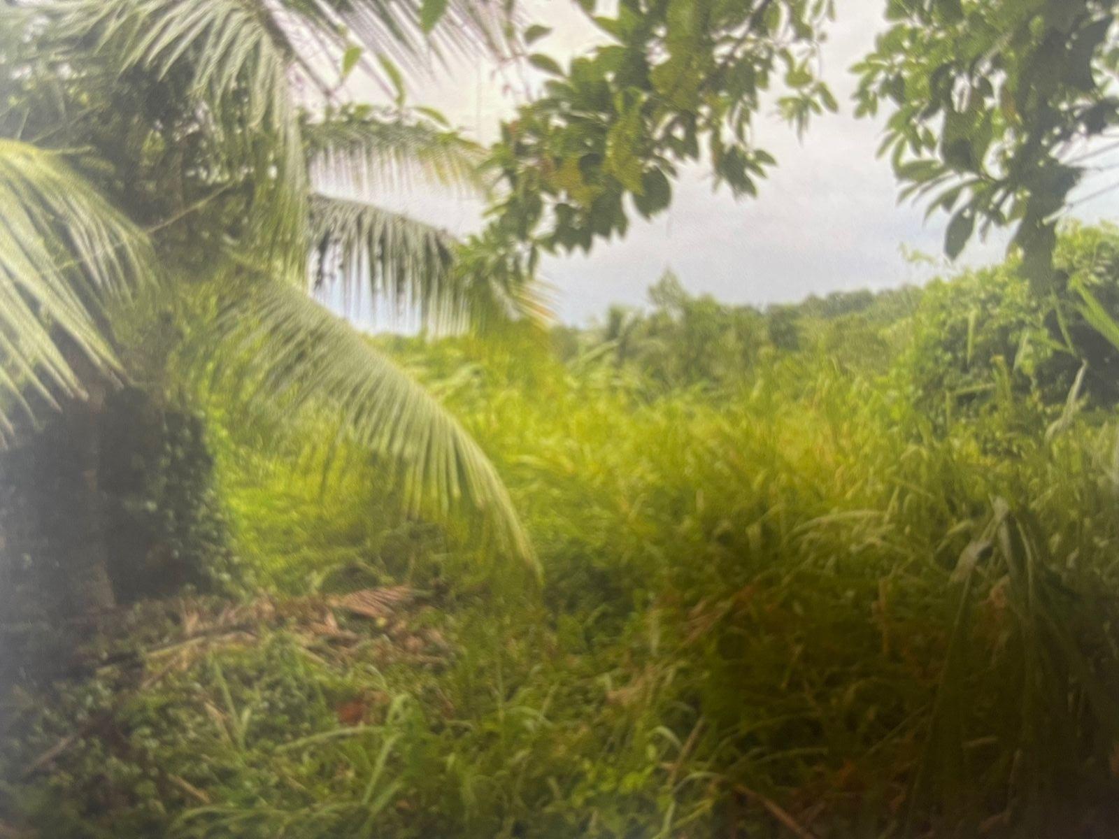 Third image of Land Part of Belfield, cl in Belfield, St. Mary, Jamaica - property is For Sale