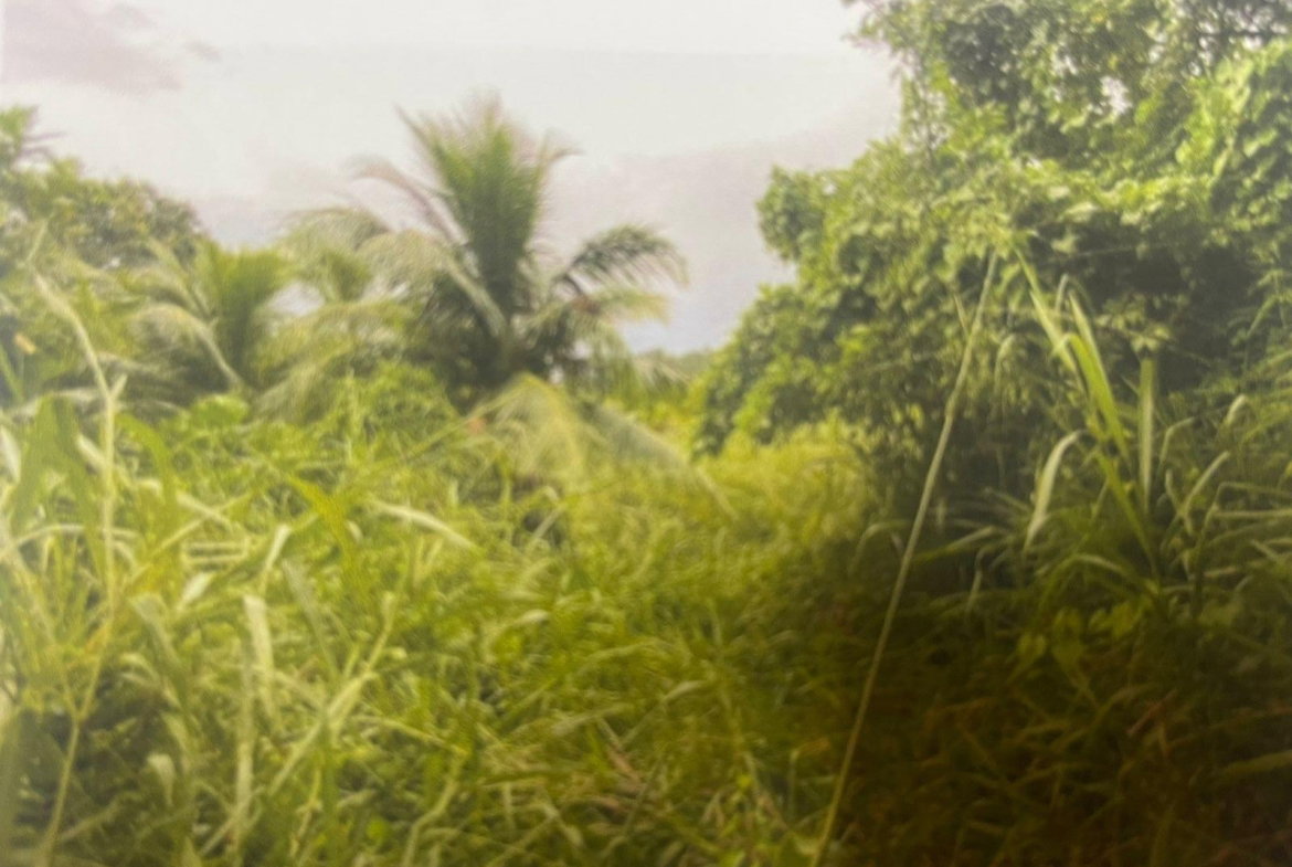 Fourth image of Land Part of Belfield, cl in Belfield, St. Mary, Jamaica - property is For Sale