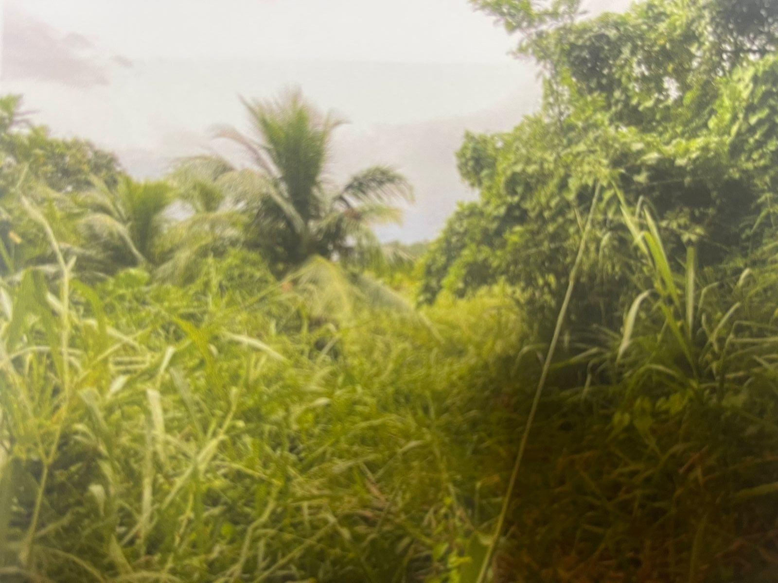 Fourth image of Land Part of Belfield, cl in Belfield, St. Mary, Jamaica - property is For Sale
