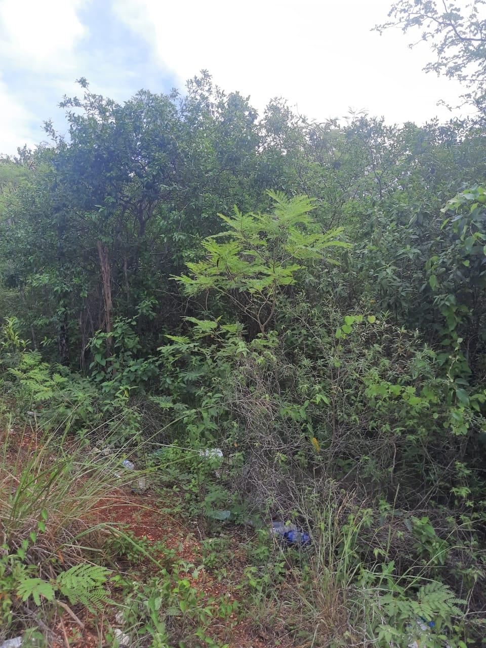 Sixth image of Flagaman Southfield in Southfield, St. Elizabeth, Jamaica - property is For Sale
