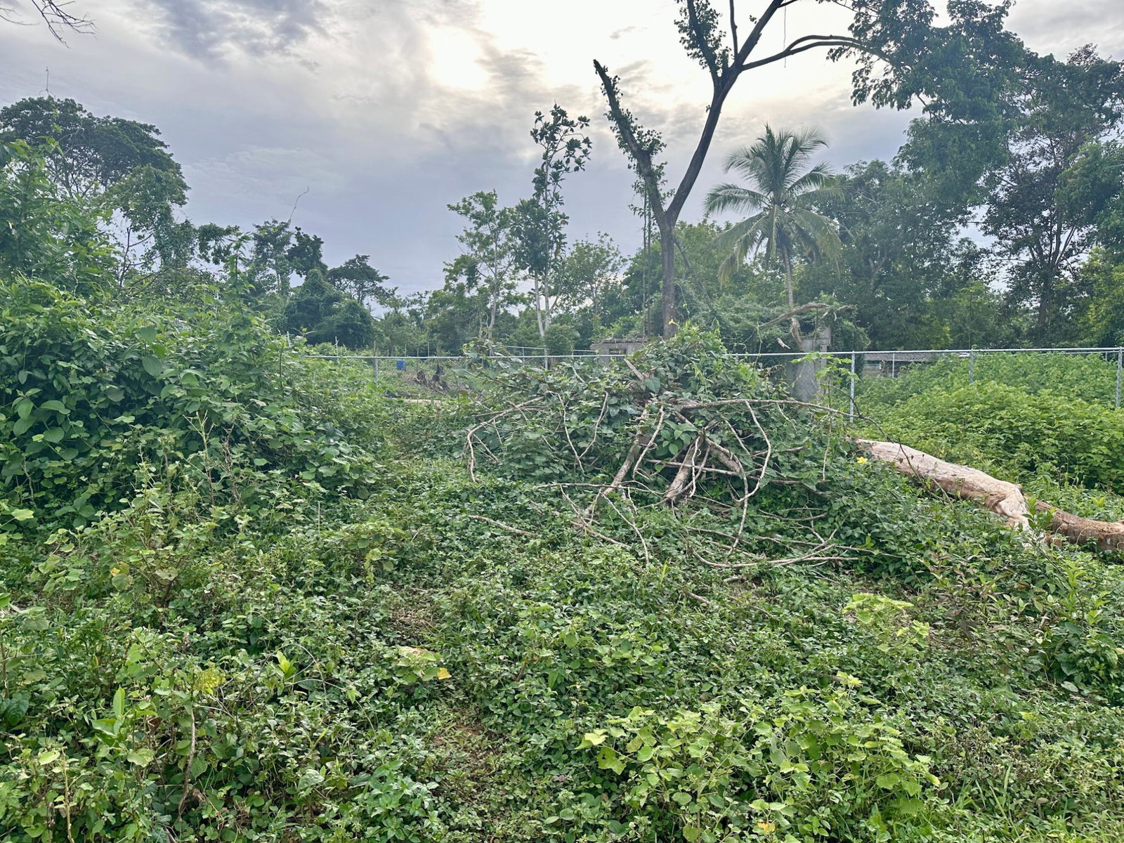 Eleventh image of 24 Elim, Bogue P.a. in Elim, St. Elizabeth, Jamaica - property is For Sale