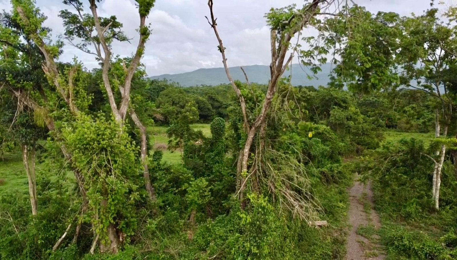 Thirteenth image of 24 Elim, Bogue P.a. in Elim, St. Elizabeth, Jamaica - property is For Sale