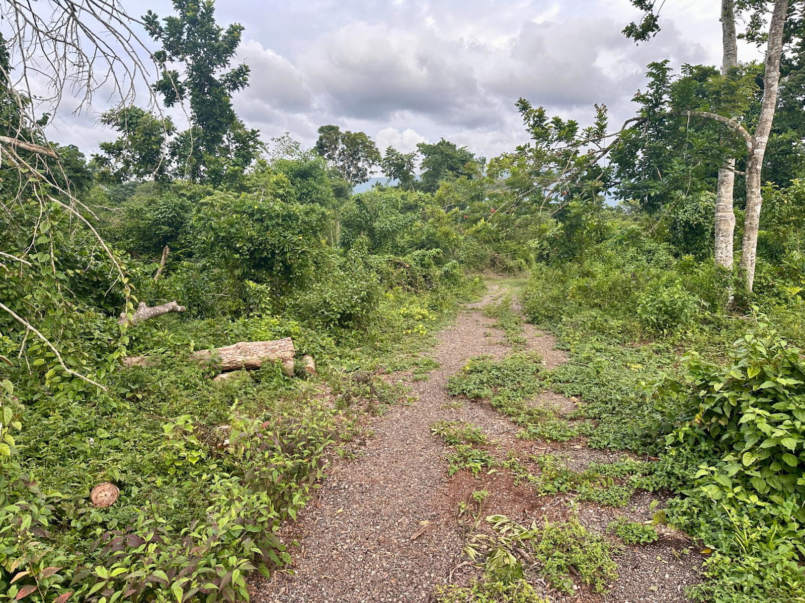 Twenty-First image of 23 Elim, Bogue P.a. in Elim, St. Elizabeth, Jamaica - property is For Sale