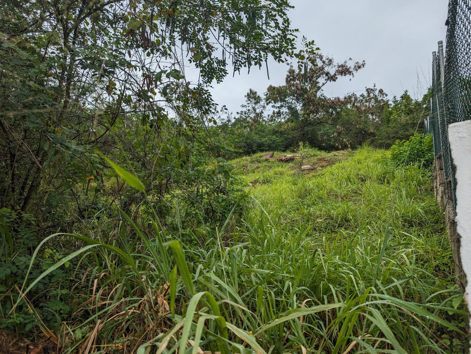 Residential-Land-for-Sale-in-Golden-Acres-Jamaica-0.61-Acres Third image of 158 Belvedere Road in Red Hills, St. Andrew, Jamaica - property is For Sale