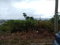 First image of 3087 Nassau Drive, Cornwall co in Cornwall Courts, St. James, Jamaica - property is For Sale