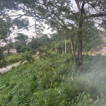 First image of Lot 607 Orchard Gardens, Hopewell in Hopewell, Hanover, Jamaica - property is For Sale