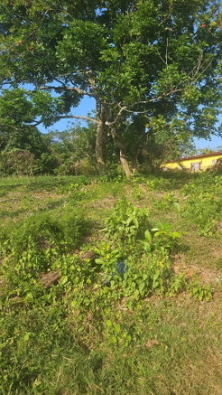 First image of Commodore rd in Linstead, St. Catherine, Jamaica - property is For Sale