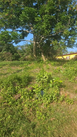 Residential Lot for Sale in Jamaica Ready for Building