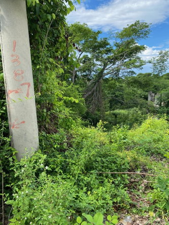 Second image of 198 Shields Road, Luana, Blac in Luana, St. Elizabeth, Jamaica - property is For Sale
