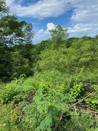 Eleventh image of 198 Shields Road, Luana, Blac in Luana, St. Elizabeth, Jamaica - property is For Sale