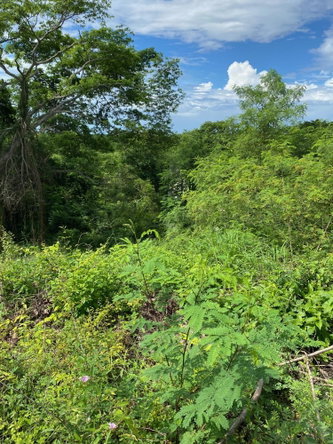Twelfth image of 198 Shields Road, Luana, Blac in Luana, St. Elizabeth, Jamaica - property is For Sale