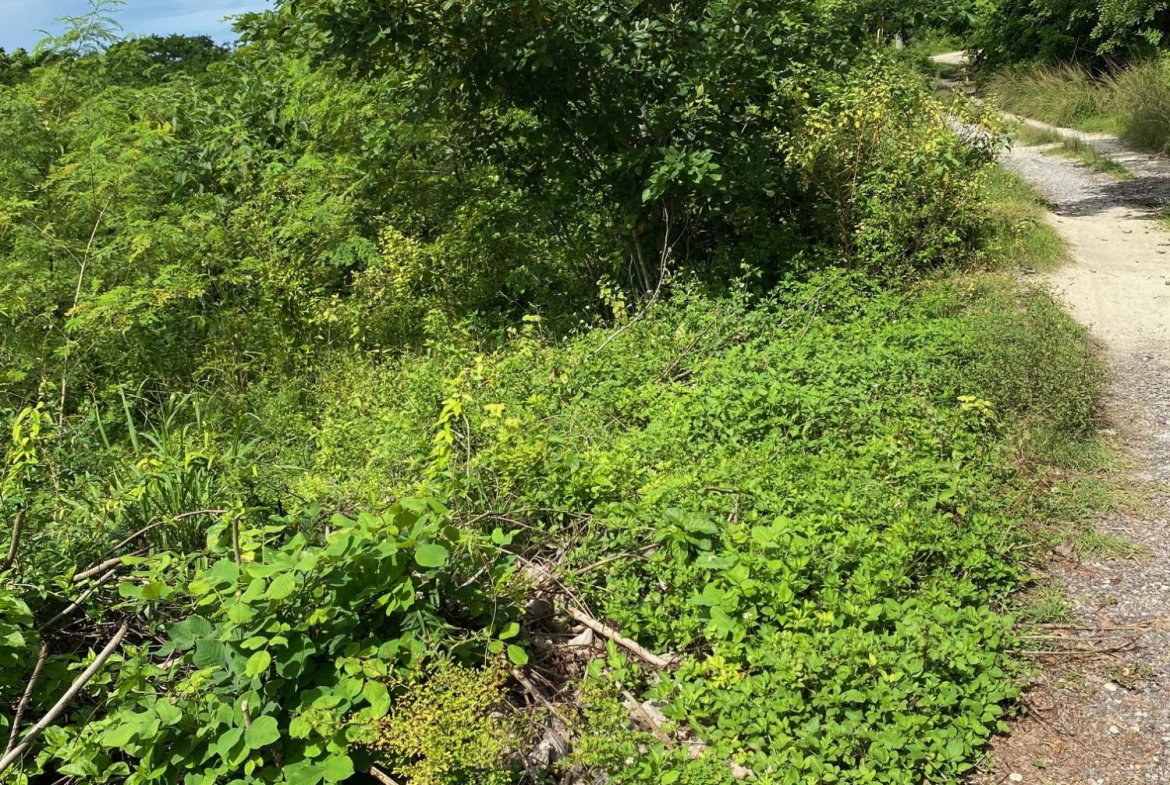 Thirteenth image of 198 Shields Road, Luana, Blac in Luana, St. Elizabeth, Jamaica - property is For Sale