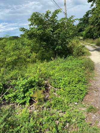 Thirteenth image of 198 Shields Road, Luana, Blac in Luana, St. Elizabeth, Jamaica - property is For Sale