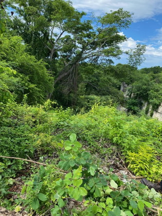 Third image of 198 Shields Road, Luana, Blac in Luana, St. Elizabeth, Jamaica - property is For Sale