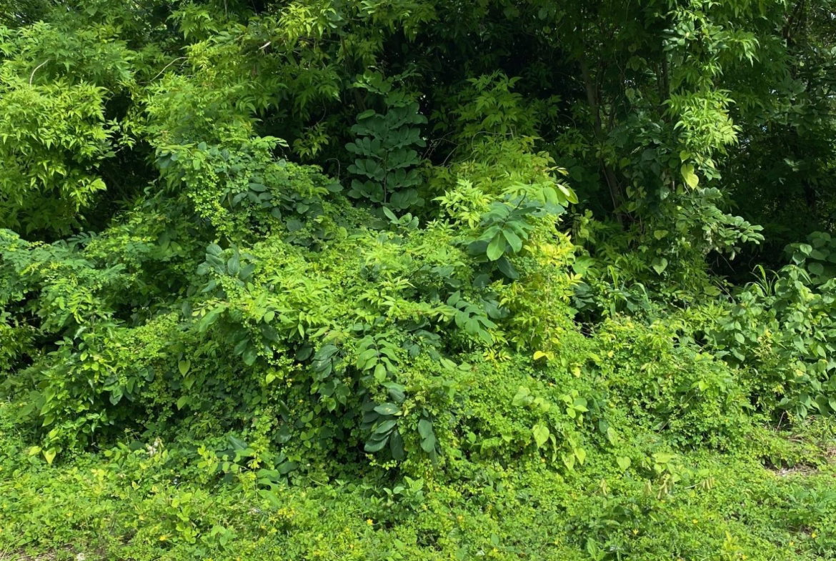 Fifth image of 198 Shields Road, Luana, Blac in Luana, St. Elizabeth, Jamaica - property is For Sale