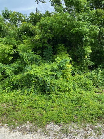Fifth image of 198 Shields Road, Luana, Blac in Luana, St. Elizabeth, Jamaica - property is For Sale