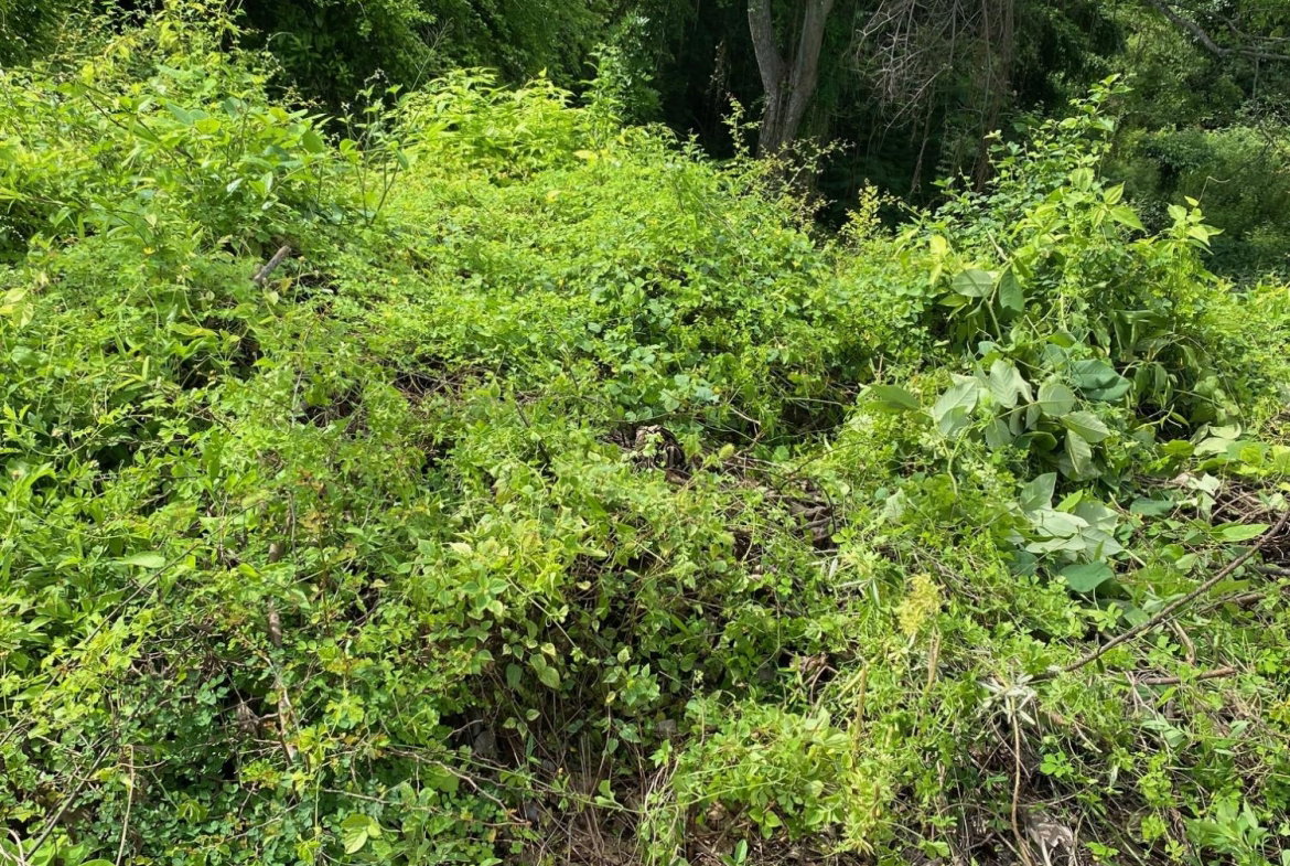 Sixth image of 198 Shields Road, Luana, Blac in Luana, St. Elizabeth, Jamaica - property is For Sale