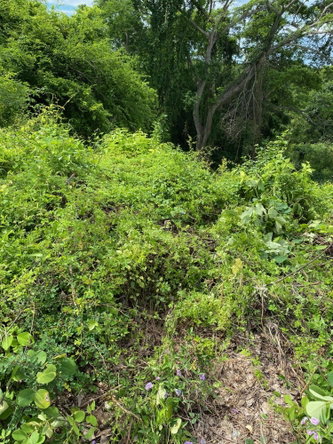 Sixth image of 198 Shields Road, Luana, Blac in Luana, St. Elizabeth, Jamaica - property is For Sale