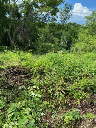Seventh image of 198 Shields Road, Luana, Blac in Luana, St. Elizabeth, Jamaica - property is For Sale