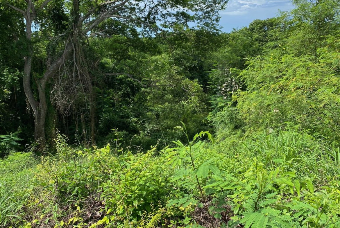 Tenth image of 198 Shields Road, Luana, Blac in Luana, St. Elizabeth, Jamaica - property is For Sale