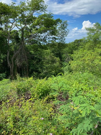 Tenth image of 198 Shields Road, Luana, Blac in Luana, St. Elizabeth, Jamaica - property is For Sale