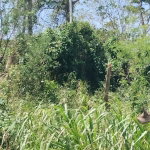 First image of 100 Moorelands Estate in Mandeville, Manchester, Jamaica - property is For Sale