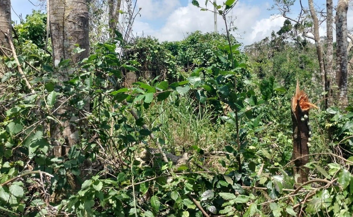 Eighth image of 100 Moorelands Estate in Mandeville, Manchester, Jamaica - property is For Sale