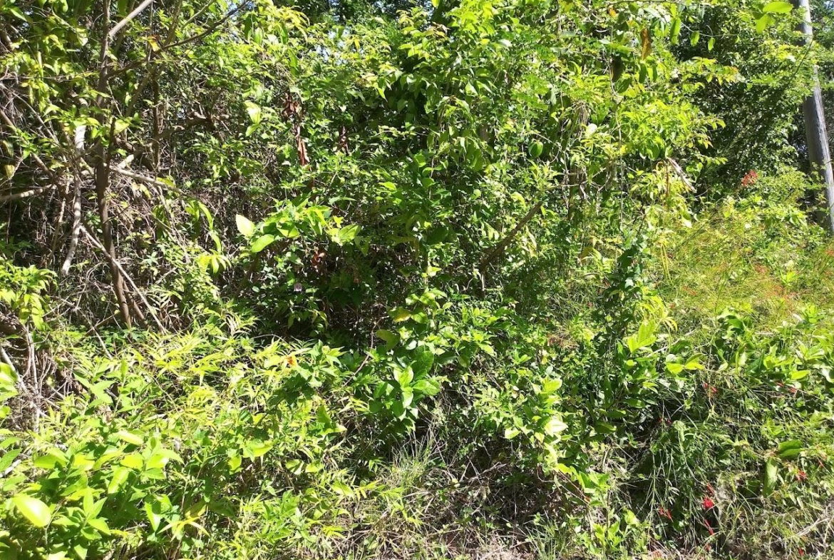 Second image of 1-1056-303 Palm Road, Knock Patrick in Knockpatrick, Manchester, Jamaica - property is For Sale