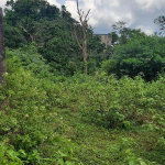 First image of 1-1056-303 Palm Road, Knock Patrick in Knockpatrick, Manchester, Jamaica - property is For Sale