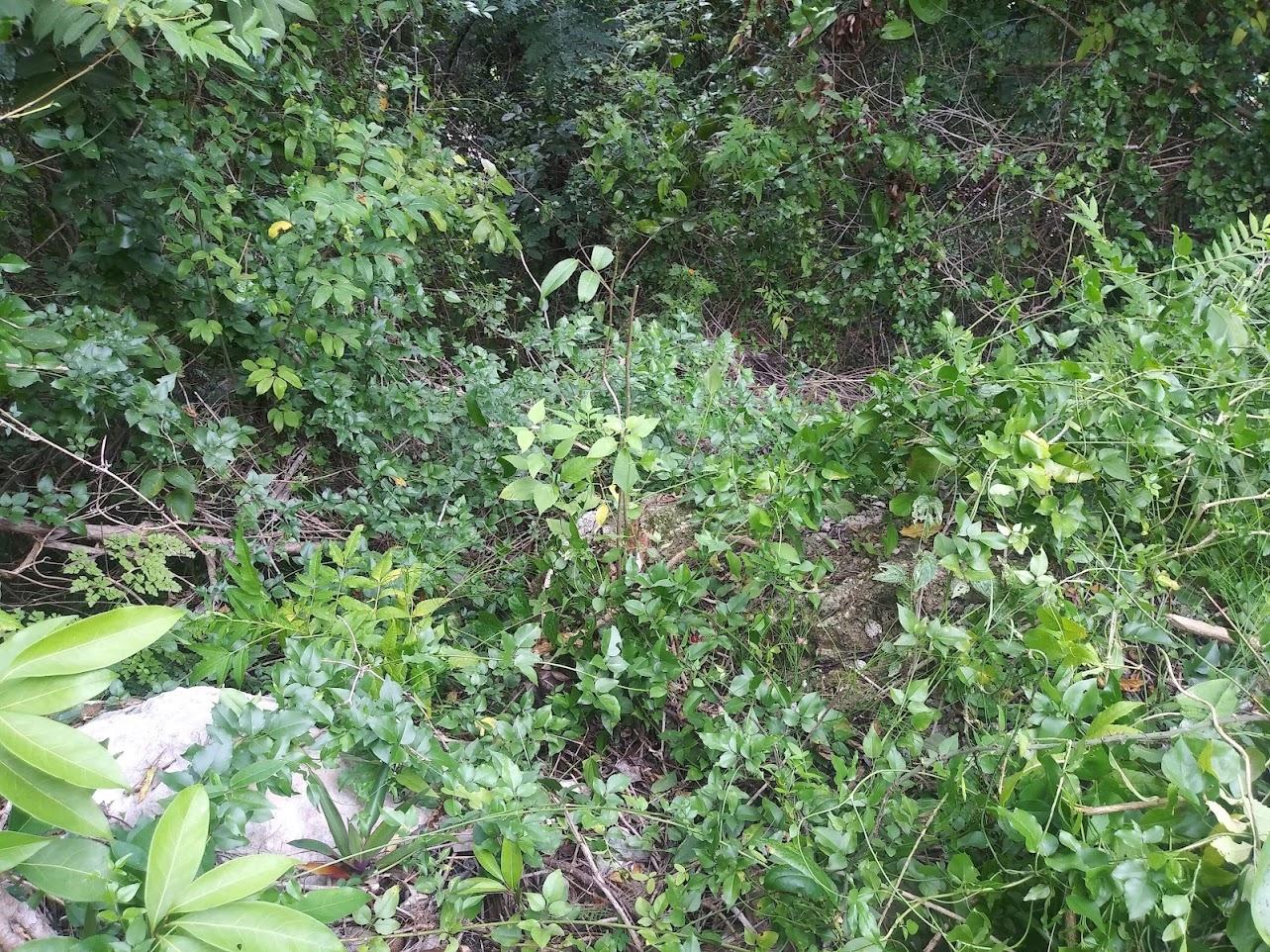 Third image of 1-1056-303 Palm Road, Knock Patrick in Knockpatrick, Manchester, Jamaica - property is For Sale