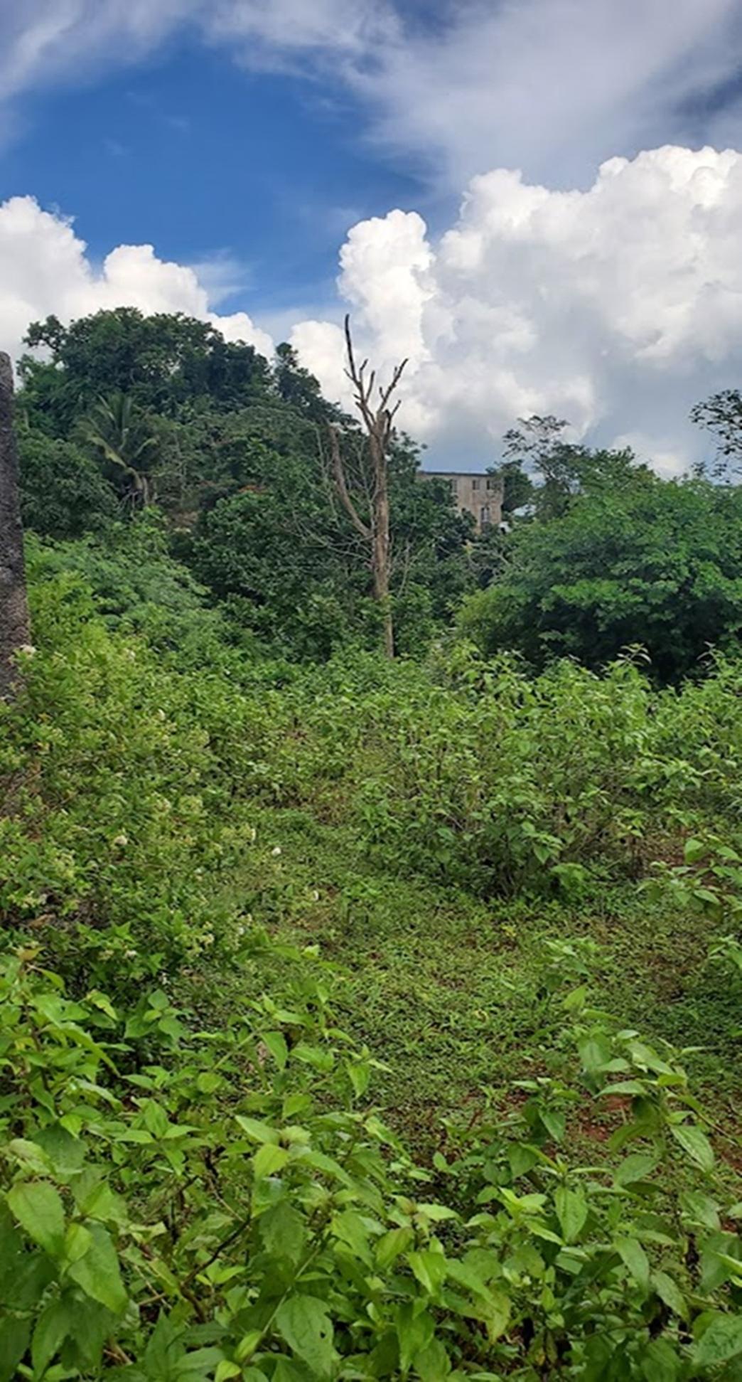 First image of 1-1056-303 Palm Road, Knock Patrick in Knockpatrick, Manchester, Jamaica - property is For Sale