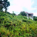 First image of Lot 249 Minard Estate, St. Ann in Browns Town, St. Ann, Jamaica - property is For Sale