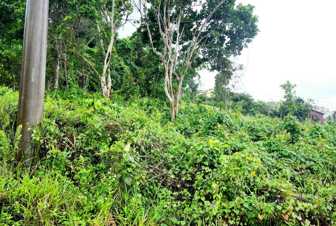 Fifth image of Lot 249 Minard Estate, St. Ann in Browns Town, St. Ann, Jamaica - property is For Sale