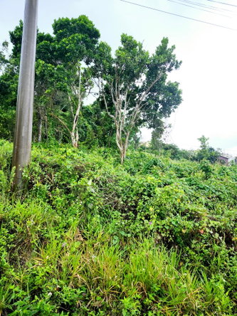Fifth image of Lot 249 Minard Estate, St. Ann in Browns Town, St. Ann, Jamaica - property is For Sale
