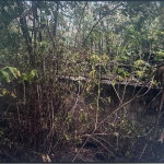 First image of Lot 141 Luana Pen Middle Quarters in Middle Quarters, St. Elizabeth, Jamaica - property is For Sale