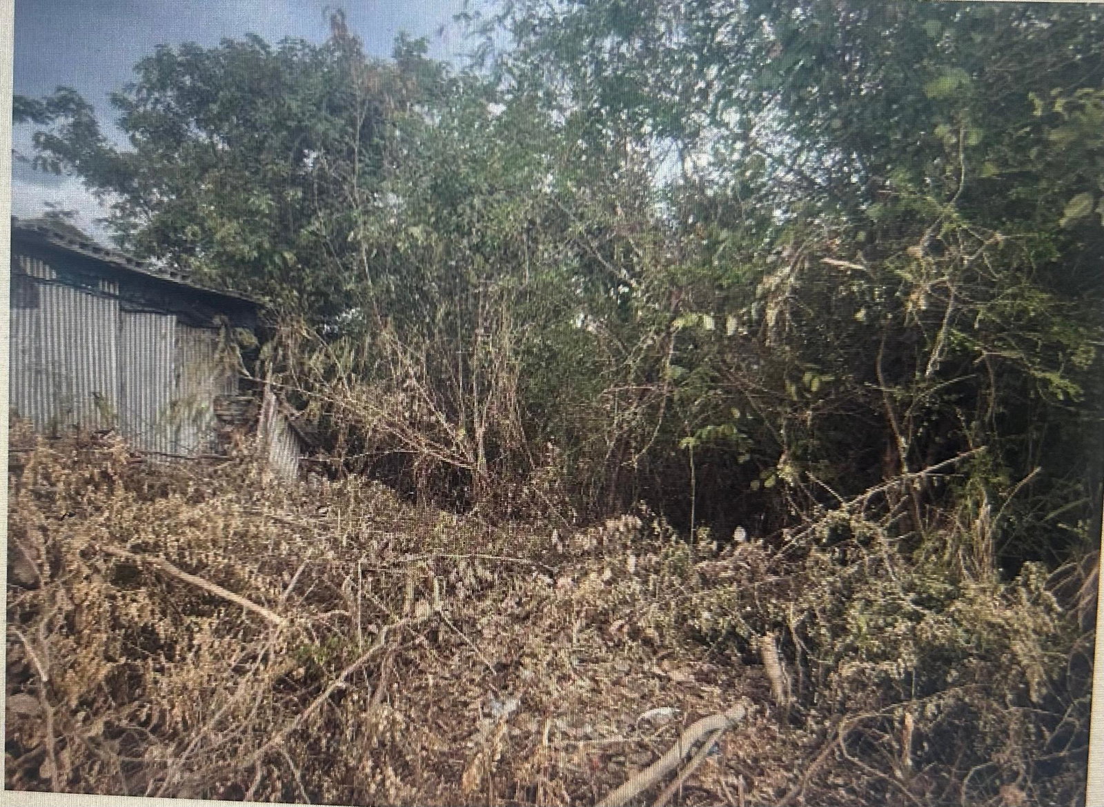Third image of Lot 141 Luana Pen Middle Quarters in Middle Quarters, St. Elizabeth, Jamaica - property is For Sale