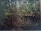 First image of Lot 141 Luana Pen Middle Quarters in Middle Quarters, St. Elizabeth, Jamaica - property is For Sale