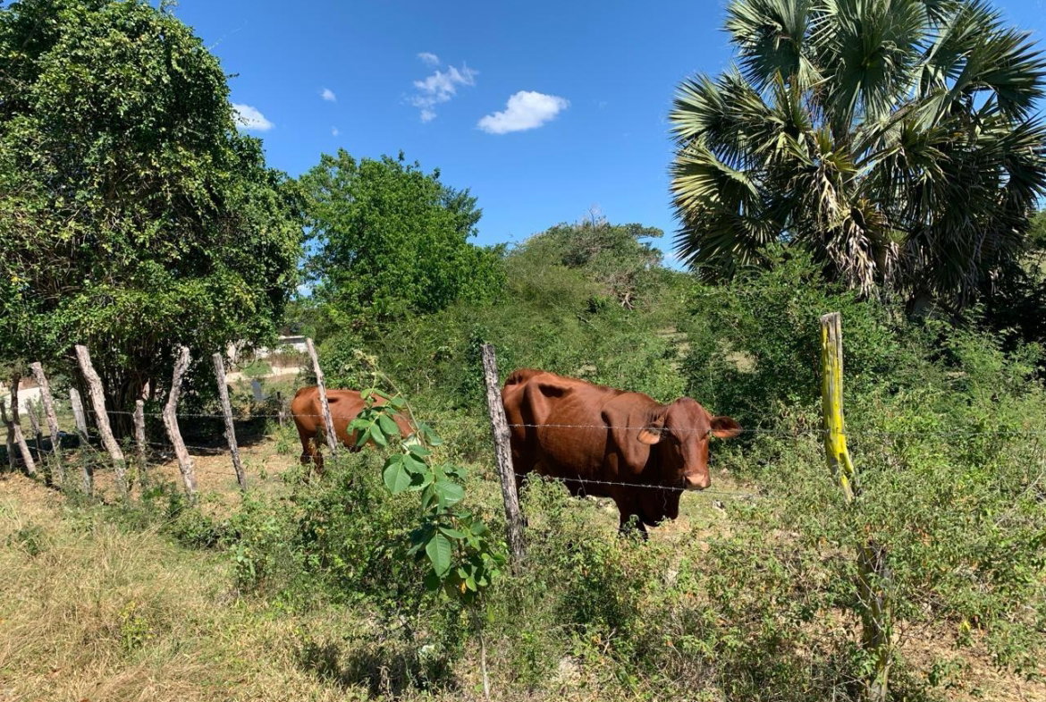 Eighth image of 81 New Town, Black River, st in NEWMARKET, St. Elizabeth, Jamaica - property is For Sale