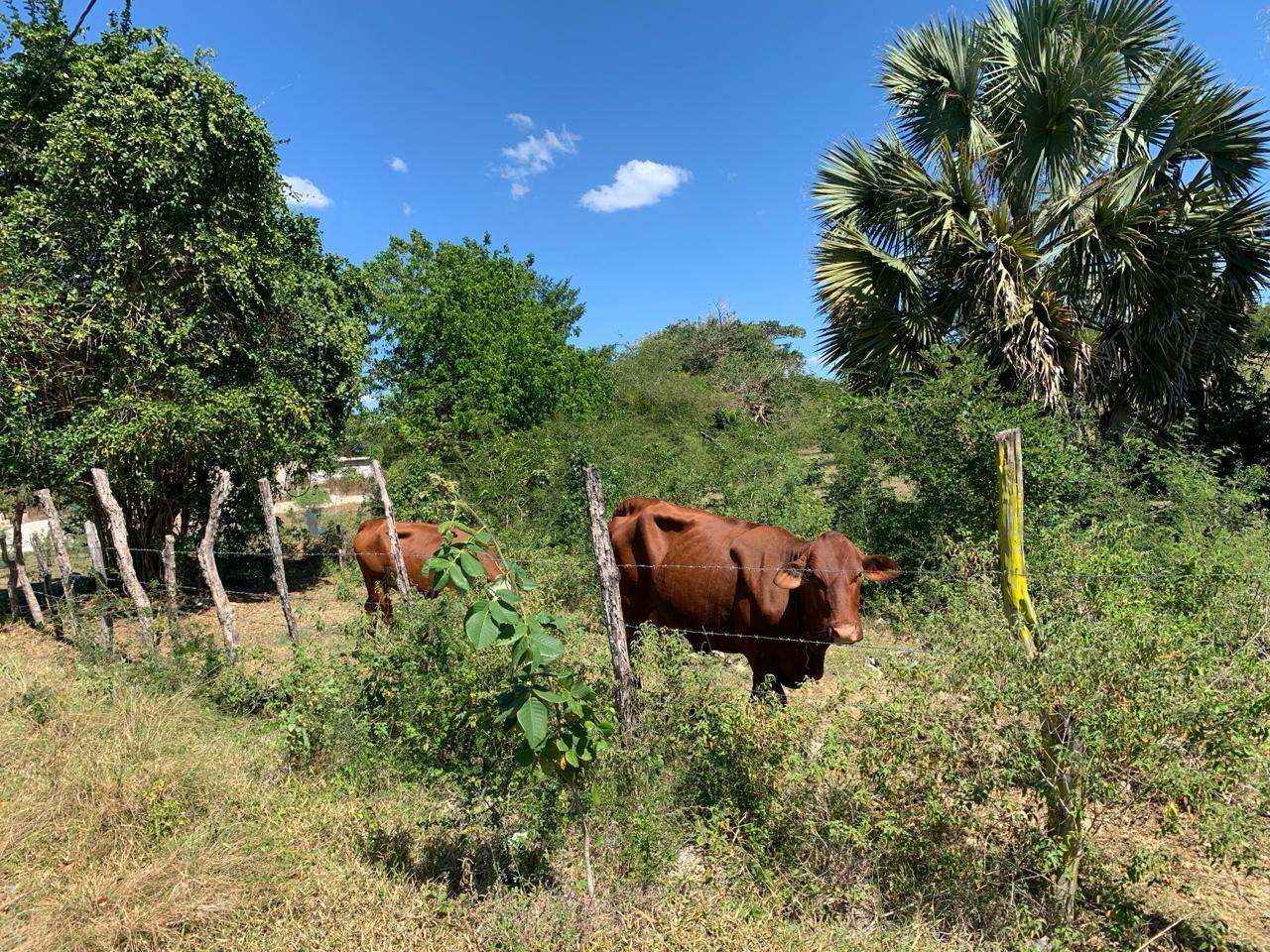 Eighth image of 81 New Town, Black River, st in NEWMARKET, St. Elizabeth, Jamaica - property is For Sale