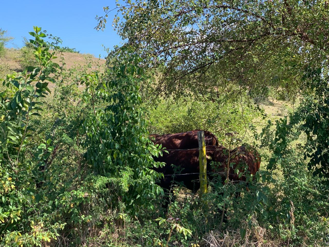 Ninth image of 81 New Town, Black River, st in NEWMARKET, St. Elizabeth, Jamaica - property is For Sale